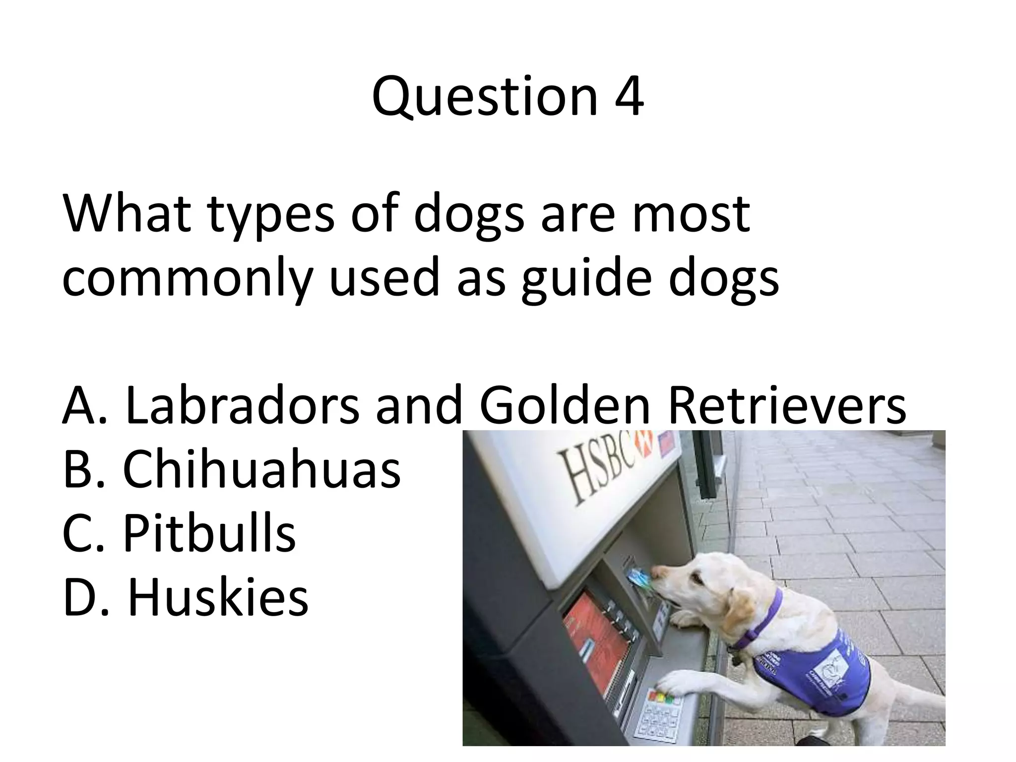 Question 4
What types of dogs are most
commonly used as guide dogs
A. Labradors and Golden Retrievers
B. Chihuahuas
C. Pitbulls
D. Huskies
 
