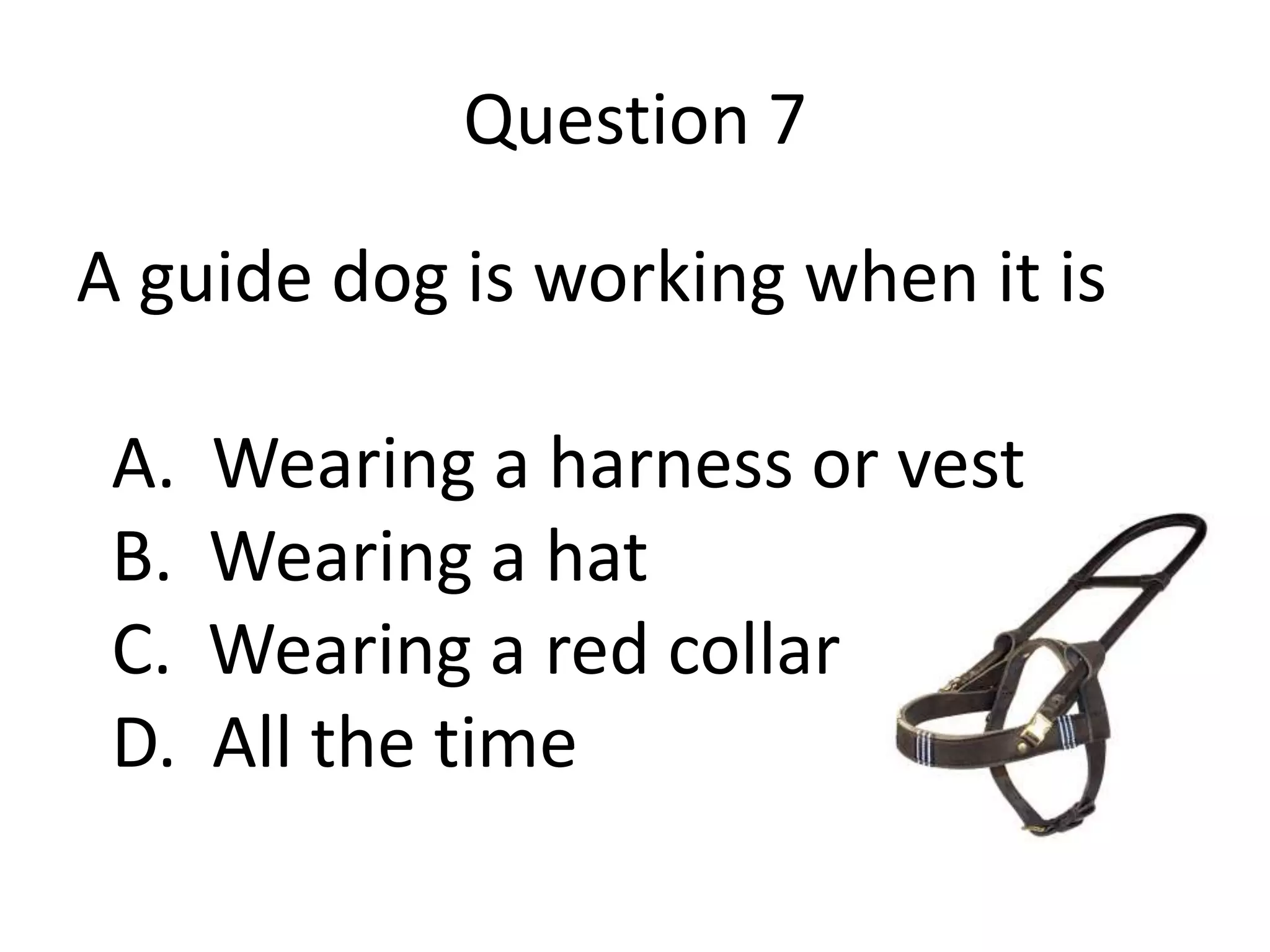 Question 7
A guide dog is working when it is
A. Wearing a harness or vest
B. Wearing a hat
C. Wearing a red collar
D. All the time
 