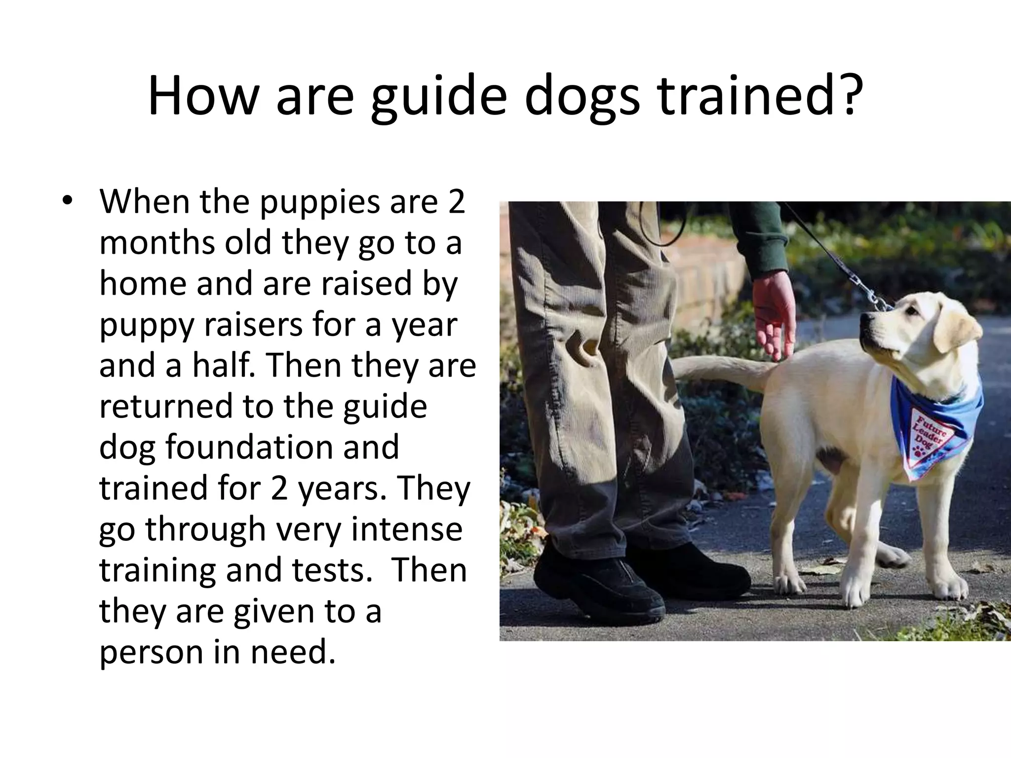 How are guide dogs trained?
• When the puppies are 2
months old they go to a
home and are raised by
puppy raisers for a year
and a half. Then they are
returned to the guide
dog foundation and
trained for 2 years. They
go through very intense
training and tests. Then
they are given to a
person in need.
 