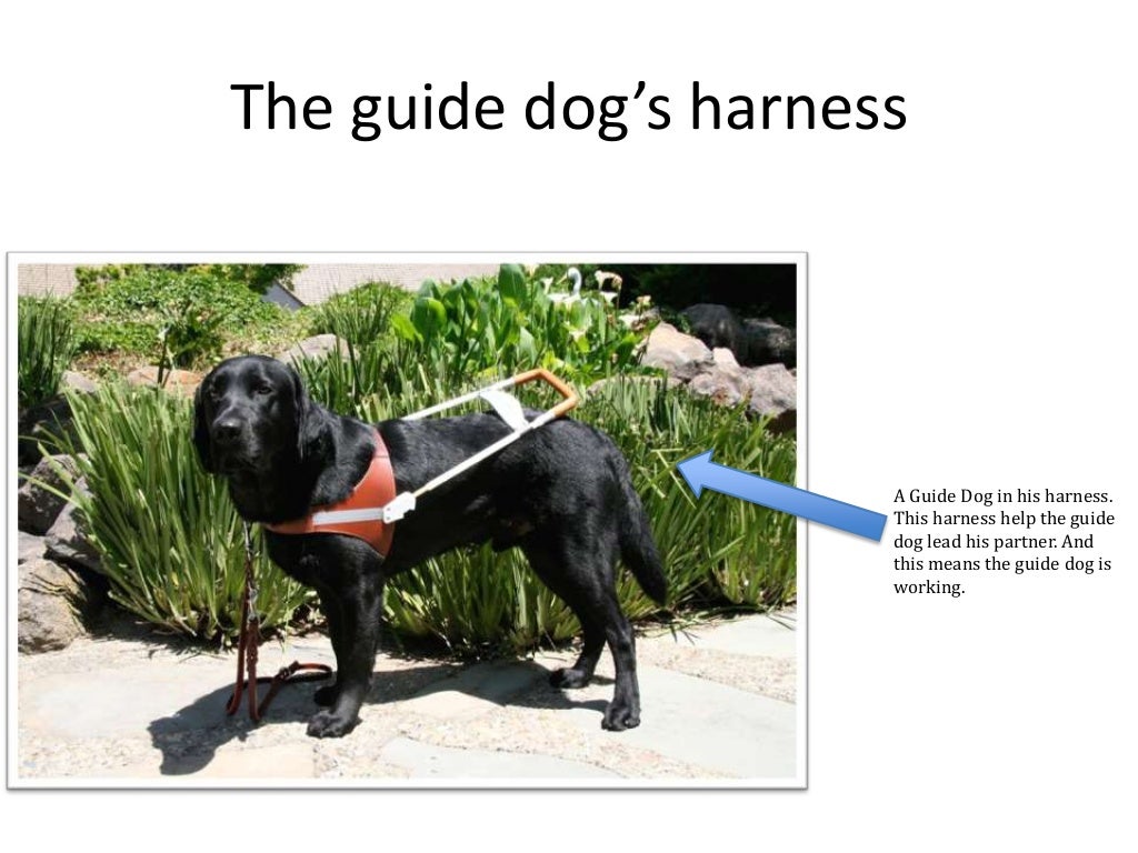 guide dog lead
