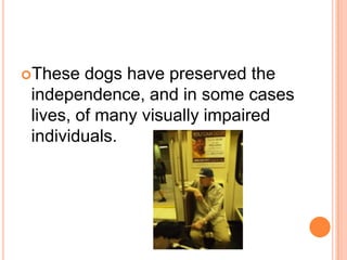 These   dogs have preserved the
 independence, and in some cases
 lives, of many visually impaired
 individuals.
 