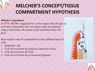 MELCHER’S CONCEPT/TISSUE
COMPARTMENT HYPOTHESIS
Melcher’s hypothesis
In 1976, Melcher suggested in a review paper that the type of
cell which repopulates the root surface after periodontal
surgery determines the nature of the attachment that will
form.
Root surfaces may be repopulated by four different types of
cells:
1. Epithelial cells.
2. Cells derived from the gingival connective tissue
3. Cells derived from the bone
4. Cells derived from the periodontal ligament
 