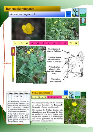 34 
Ranunculus repens L. 
Renoncule rampante 
TCTCTC 
J 
F 
M 
A 
M 
J 
J 
A 
S 
O 
N 
D 
10-40 cm 
Fleurs jaunes à souven...
