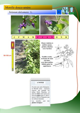 35 
Solanum dulcamara L. 
Morelle douce-amère 
ACACAC 
J 
F 
M 
A 
M 
J 
J 
A 
S 
O 
N 
D 
50-150 cm 
Fleurs violettes à a...