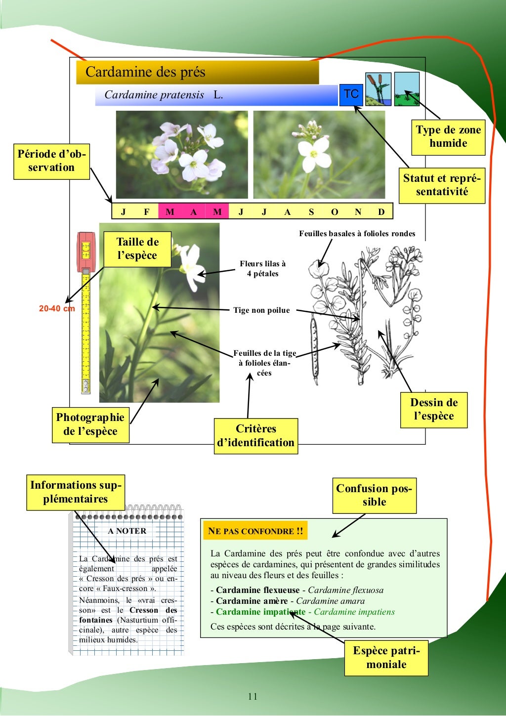 Guide d'identification des plantes des zones humides