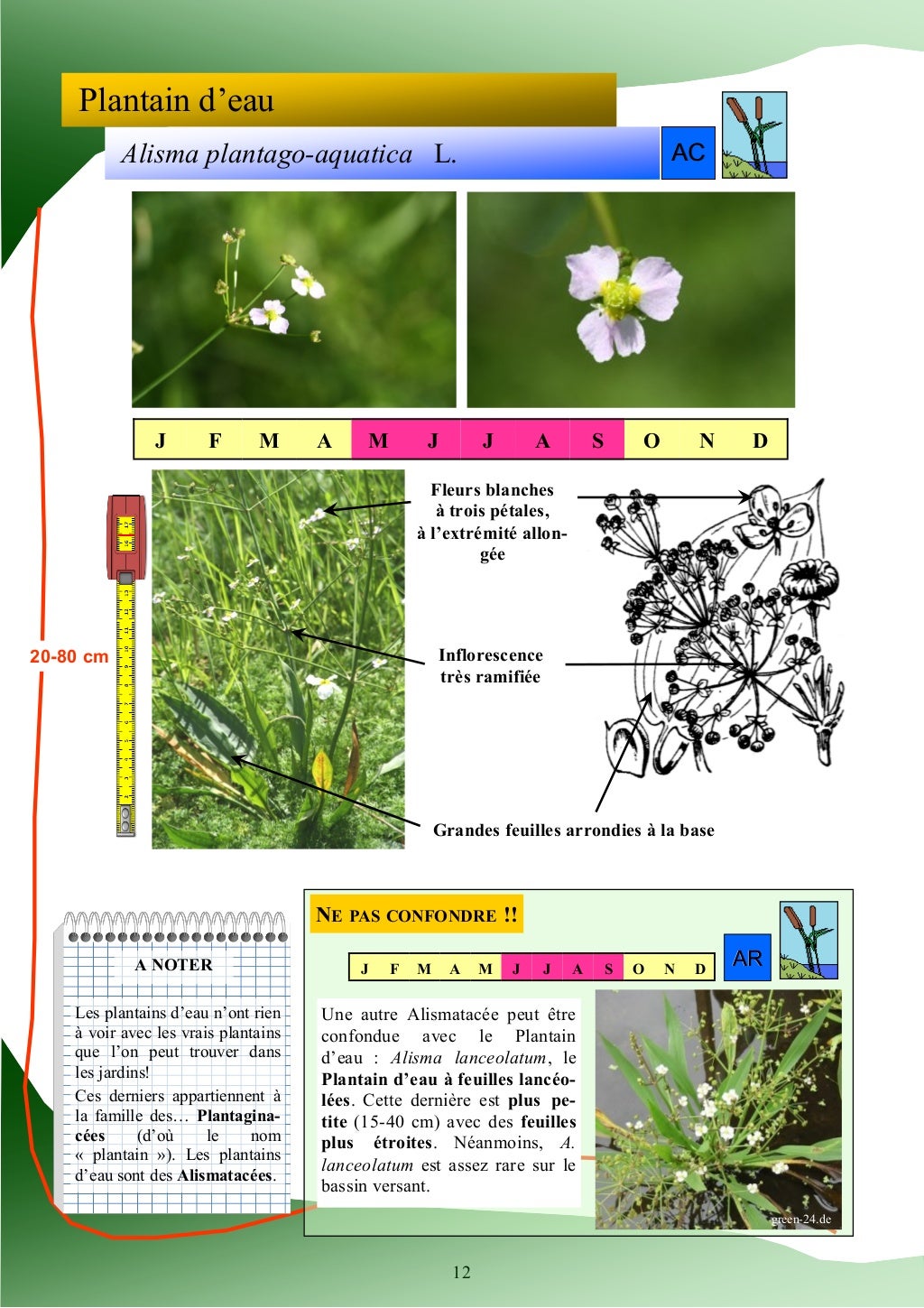 Guide d'identification des plantes des zones humides Guide d'identification des plantes des zones humides