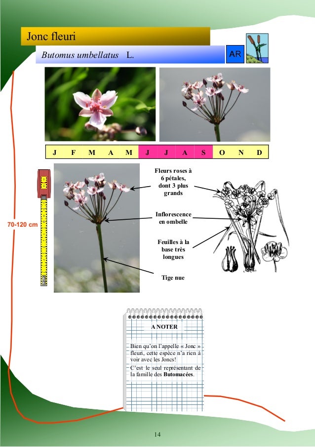 Guide Didentification Des Plantes Des Zones Humides
