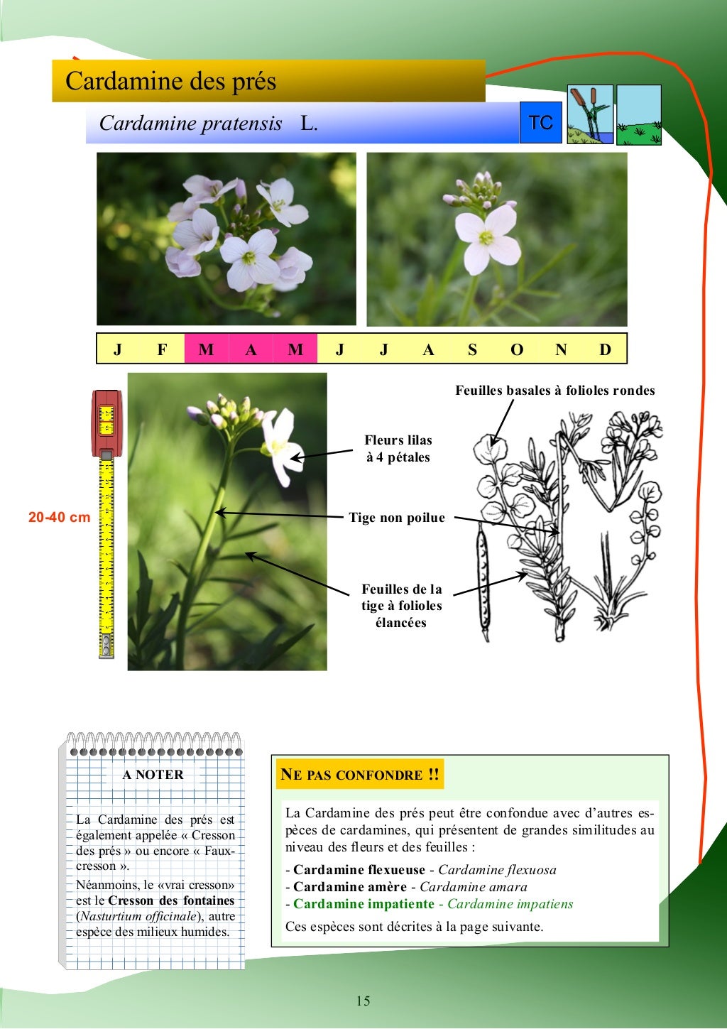 Guide d'identification des plantes des zones humides