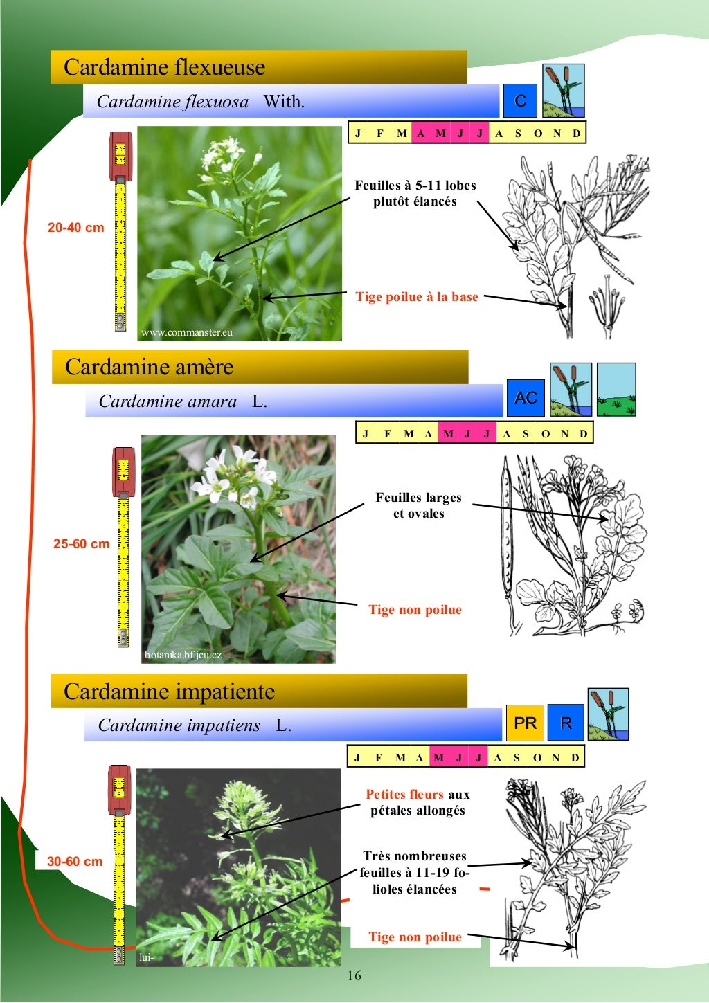 Guide d'identification des plantes des zones humides Guide d'identification des plantes des zones humides