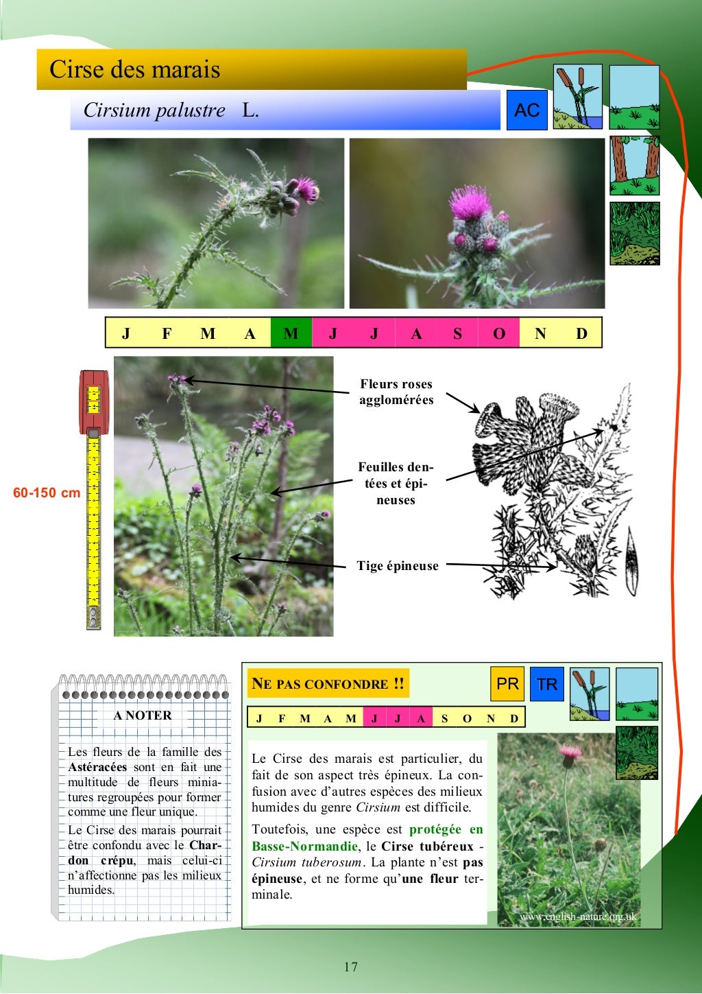 Guide d'identification des plantes des zones humides Guide d'identification des plantes des zones humides
