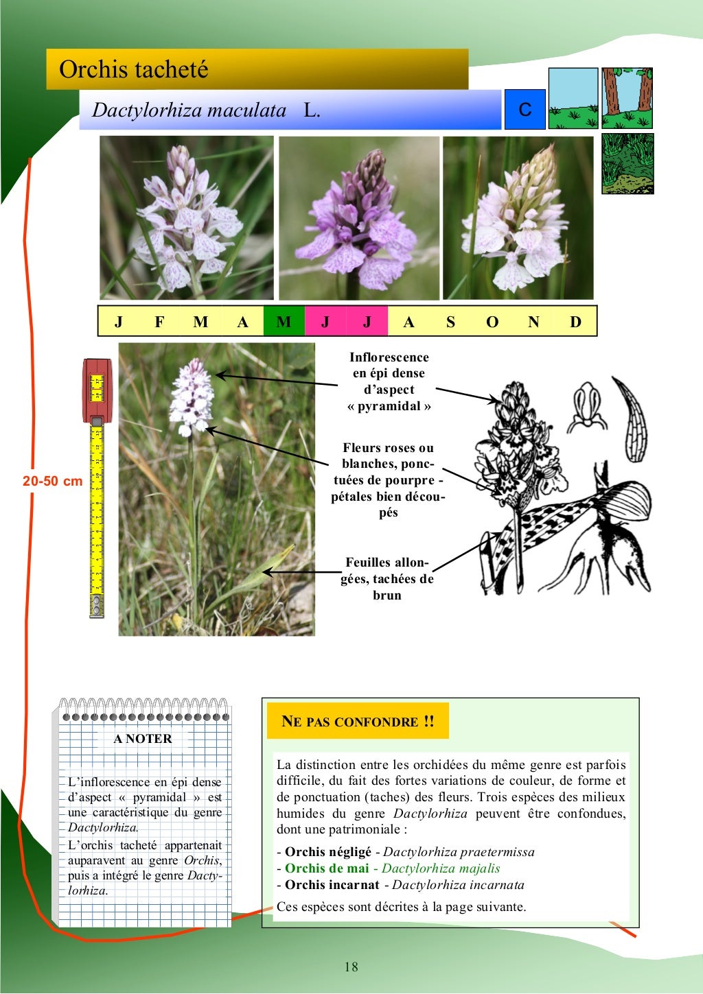 Guide d'identification des plantes des zones humides