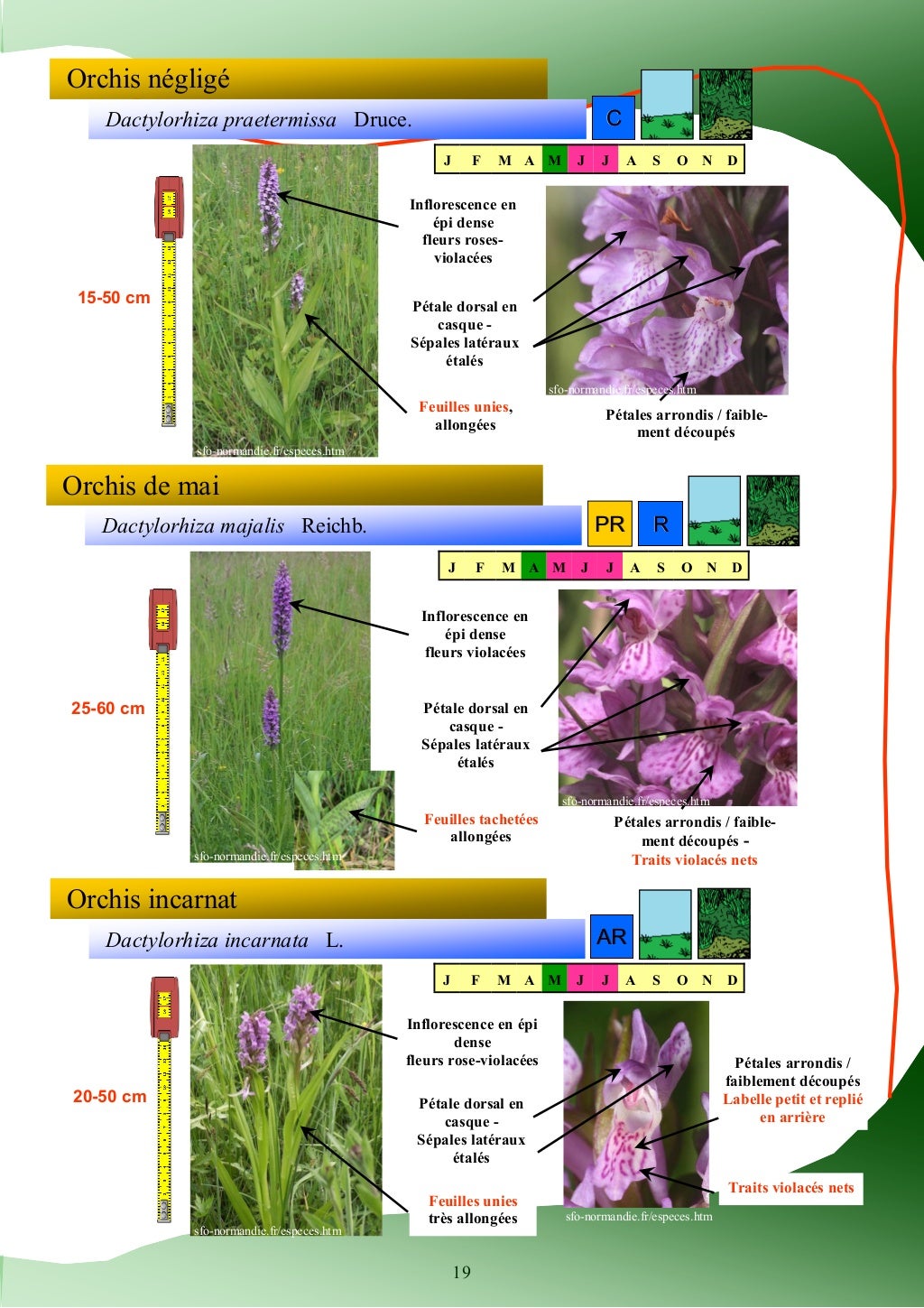 Guide d'identification des plantes des zones humides Guide d'identification des plantes des zones humides