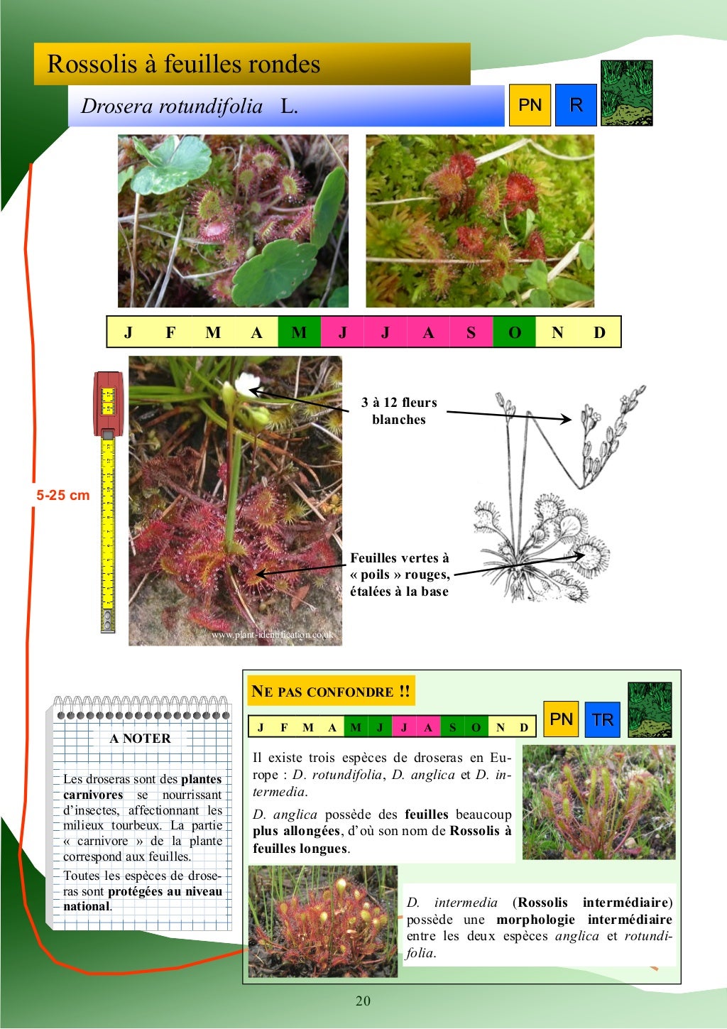 Guide d'identification des plantes des zones humides