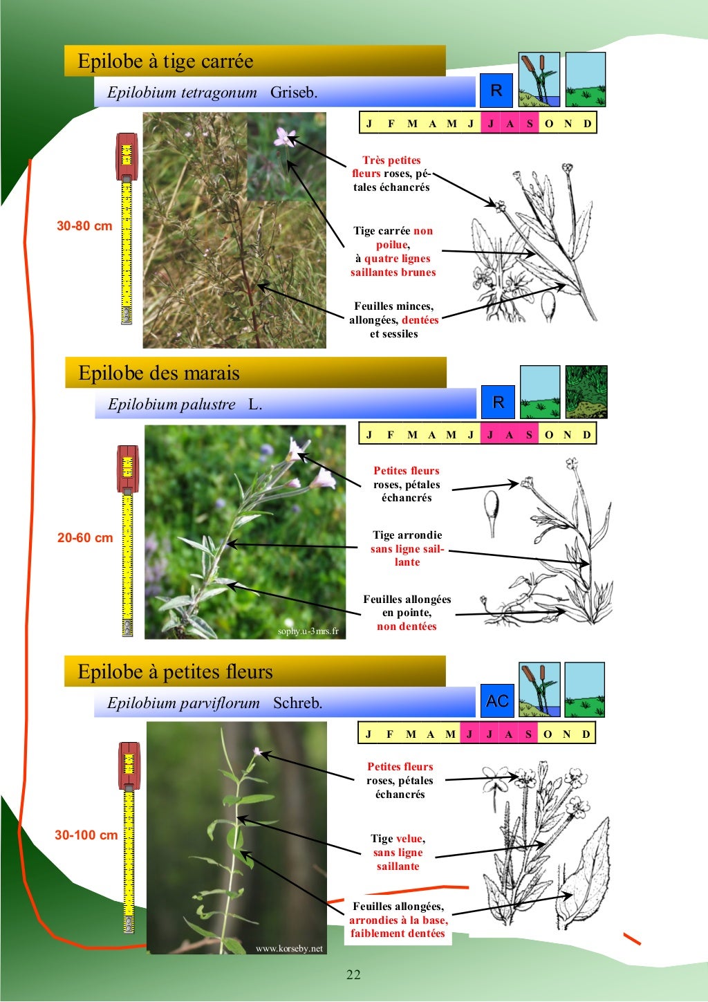 Guide d'identification des plantes des zones humides Guide d'identification des plantes des zones humides