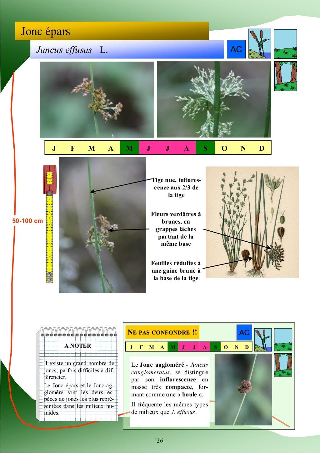 Guide d'identification des plantes des zones humides