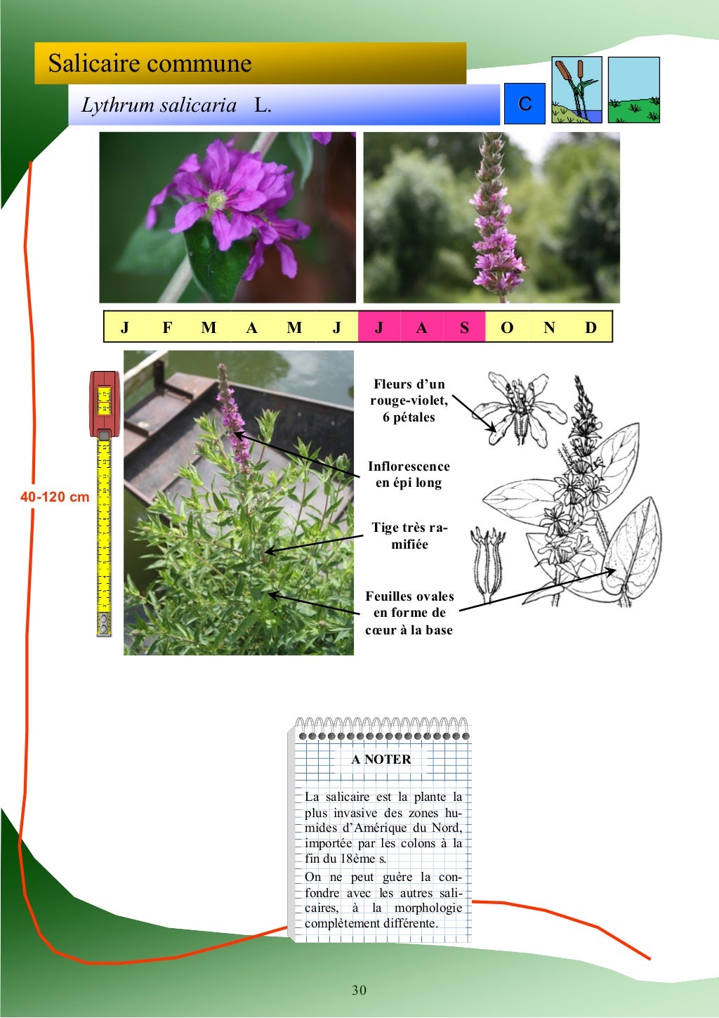 Guide d'identification des plantes des zones humides