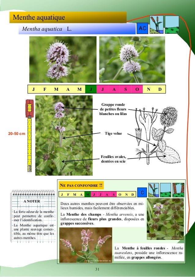 Guide Didentification Des Plantes Des Zones Humides