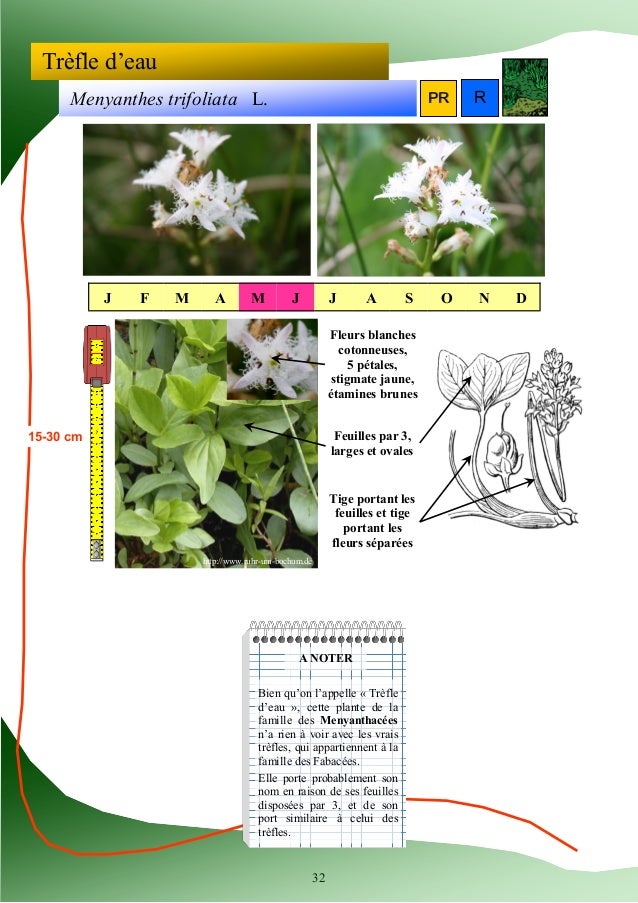 Guide Didentification Des Plantes Des Zones Humides