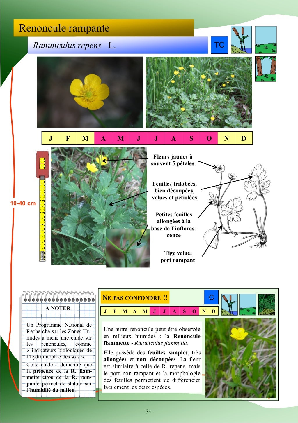 Guide d'identification des plantes des zones humides