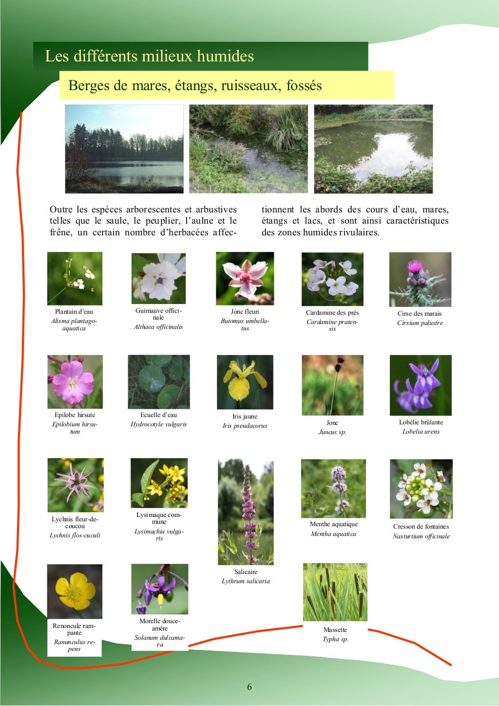 Guide d'identification des plantes des zones humides Guide d'identification des plantes des zones humides