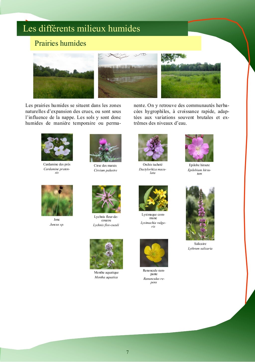 Guide d'identification des plantes des zones humides Guide d'identification des plantes des zones humides