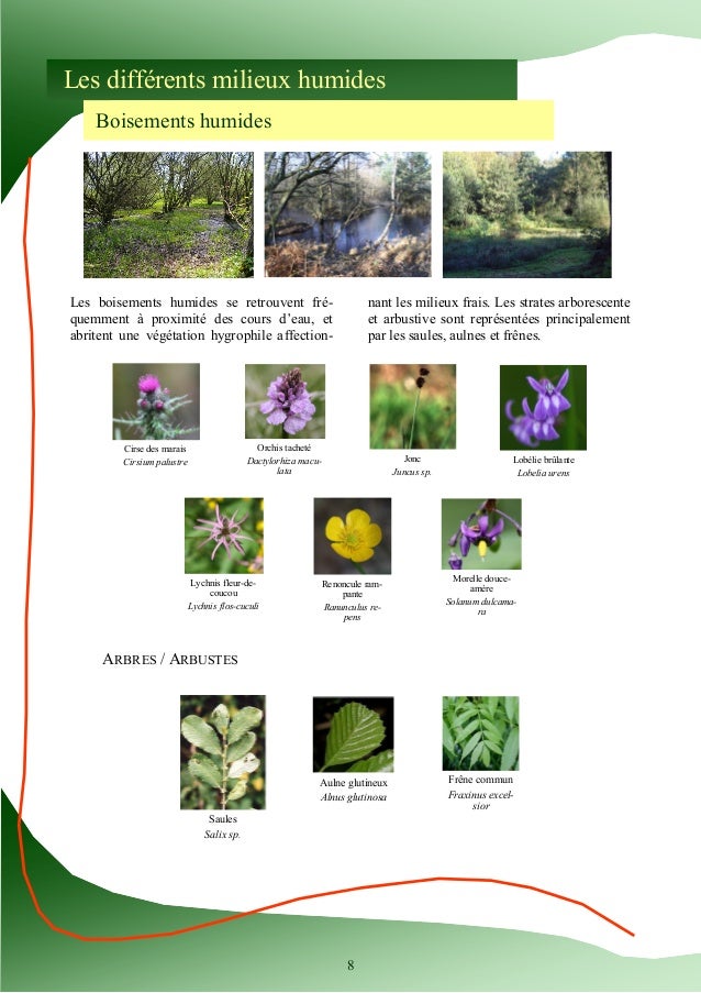 Guide d'identification des plantes des zones humides