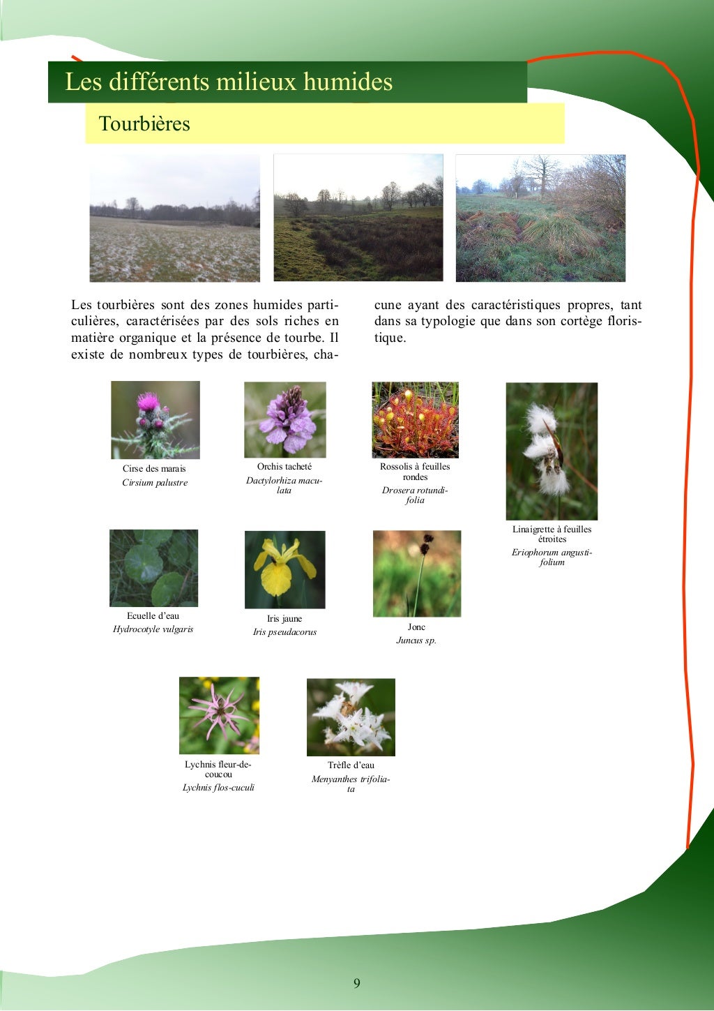 Guide d'identification des plantes des zones humides Guide d'identification des plantes des zones humides