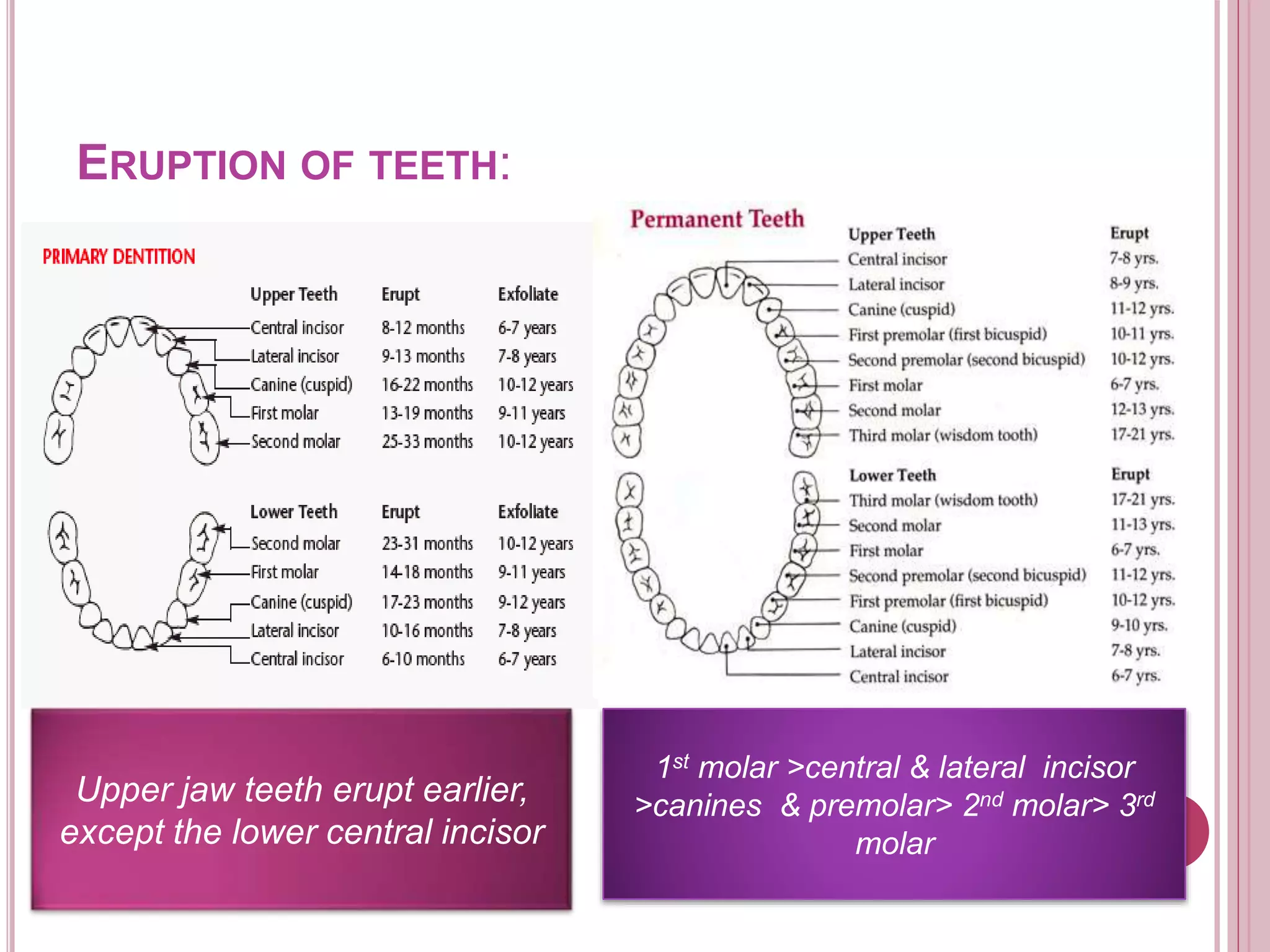ERUPTION OF TEETH:
Upper jaw teeth erupt earlier,
except the lower central incisor
1st molar >central & lateral incisor
>canines & premolar> 2nd molar> 3rd
molar
 