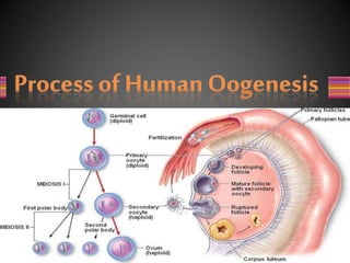 Oocyte Model Oocyte Morphology assessment | PPTX