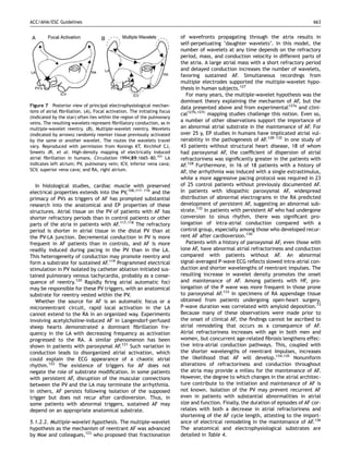 ACC/AHA/ESC Guidelines                                                                                                               663


                                                                          of wavefronts propagating through the atria results in
                                                                          self-perpetuating ‘daughter wavelets’. In this model, the
                                                                          number of wavelets at any time depends on the refractory
                                                                          period, mass, and conduction velocity in different parts of
                                                                          the atria. A large atrial mass with a short refractory period
                                                                          and delayed conduction increases the number of wavelets,
                                                                          favoring sustained AF. Simultaneous recordings from
                                                                          multiple electrodes supported the multiple-wavelet hypo-
                                                                          thesis in human subjects.127
                                                                             For many years, the multiple-wavelet hypothesis was the
                                                                          dominant theory explaining the mechanism of AF, but the
Figure 7 Posterior view of principal electrophysiological mechan-         data presented above and from experimental127a and clini-
isms of atrial ﬁbrillation. (A), Focal activation. The initiating focus
                                                                          cal127b,127c mapping studies challenge this notion. Even so,
(indicated by the star) often lies within the region of the pulmonary
veins. The resulting wavelets represent ﬁbrillatory conduction, as in
                                                                          a number of other observations support the importance of
multiple-wavelet reentry. (B), Multiple-wavelet reentry. Wavelets         an abnormal atrial substrate in the maintenance of AF. For
(indicated by arrows) randomly reenter tissue previously activated        over 25 y, EP studies in humans have implicated atrial vul-
by the same or another wavelet. The routes the wavelets travel            nerability in the pathogenesis of AF.128–132 In one study of
vary. Reproduced with permission from Konings KT, Kirchhof CJ,            43 patients without structural heart disease, 18 of whom
Smeets JR, et al. High-density mapping of electrically induced            had paroxysmal AF, the coefﬁcient of dispersion of atrial
atrial ﬁbrillation in humans. Circulation 1994;89:1665–80.101 LA          refractoriness was signiﬁcantly greater in the patients with
indicates left atrium; PV, pulmonary vein; ICV, inferior vena cava;       AF.128 Furthermore, in 16 of 18 patients with a history of
SCV, superior vena cava; and RA, right atrium.                            AF, the arrhythmia was induced with a single extrastimulus,
                                                                          while a more aggressive pacing protocol was required in 23
   In histological studies, cardiac muscle with preserved                 of 25 control patients without previously documented AF.
electrical properties extends into the PV,106,111–116 and the             In patients with idiopathic paroxysmal AF, widespread
primacy of PVs as triggers of AF has prompted substantial                 distribution of abnormal electrograms in the RA predicted
research into the anatomical and EP properties of these                   development of persistent AF, suggesting an abnormal sub-
structures. Atrial tissue on the PV of patients with AF has               strate.132 In patients with persistent AF who had undergone
shorter refractory periods than in control patients or other              conversion to sinus rhythm, there was signiﬁcant pro-
parts of the atria in patients with AF.117,118 The refractory             longation of intra-atrial conduction compared with a
period is shorter in atrial tissue in the distal PV than at               control group, especially among those who developed recur-
the PV-LA junction. Decremental conduction in PV is more                  rent AF after cardioversion.130
frequent in AF patients than in controls, and AF is more                     Patients with a history of paroxysmal AF, even those with
readily induced during pacing in the PV than in the LA.                   lone AF, have abnormal atrial refractoriness and conduction
This heterogeneity of conduction may promote reentry and                  compared with patients without AF. An abnormal
form a substrate for sustained AF.119 Programmed electrical               signal-averaged P-wave ECG reﬂects slowed intra-atrial con-
stimulation in PV isolated by catheter ablation initiated sus-            duction and shorter wavelengths of reentrant impulses. The
tained pulmonary venous tachycardia, probably as a conse-                 resulting increase in wavelet density promotes the onset
quence of reentry.120 Rapidly ﬁring atrial automatic foci                 and maintenance of AF. Among patients with HF, pro-
may be responsible for these PV triggers, with an anatomical              longation of the P wave was more frequent in those prone
substrate for reentry vested within the PV.                               to paroxysmal AF.133 In specimens of RA appendage tissue
   Whether the source for AF is an automatic focus or a                   obtained from patients undergoing open-heart surgery,
microreentrant circuit, rapid local activation in the LA                  P-wave duration was correlated with amyloid deposition.73
cannot extend to the RA in an organized way. Experiments                  Because many of these observations were made prior to
involving acetylcholine-induced AF in Langendorf-perfused                 the onset of clinical AF, the ﬁndings cannot be ascribed to
sheep hearts demonstrated a dominant ﬁbrillation fre-                     atrial remodeling that occurs as a consequence of AF.
quency in the LA with decreasing frequency as activation                  Atrial refractoriness increases with age in both men and
progressed to the RA. A similar phenomenon has been                       women, but concurrent age-related ﬁbrosis lengthens effec-
shown in patients with paroxysmal AF.121 Such variation in                tive intra-atrial conduction pathways. This, coupled with
conduction leads to disorganized atrial activation, which                 the shorter wavelengths of reentrant impulses, increases
could explain the ECG appearance of a chaotic atrial                      the likelihood that AF will develop.134,135 Nonuniform
rhythm.122 The existence of triggers for AF does not                      alterations of refractoriness and conduction throughout
negate the role of substrate modiﬁcation. In some patients                the atria may provide a milieu for the maintenance of AF.
with persistent AF, disruption of the muscular connections                However, the degree to which changes in the atrial architec-
between the PV and the LA may terminate the arrhythmia.                   ture contribute to the initiation and maintenance of AF is
In others, AF persists following isolation of the supposed                not known. Isolation of the PV may prevent recurrent AF
trigger but does not recur after cardioversion. Thus, in                  even in patients with substantial abnormalities in atrial
some patients with abnormal triggers, sustained AF may                    size and function. Finally, the duration of episodes of AF cor-
depend on an appropriate anatomical substrate.                            relates with both a decrease in atrial refractoriness and
                                                                          shortening of the AF cycle length, attesting to the import-
5.1.2.2. Multiple-wavelet hypothesis. The multiple-wavelet                ance of electrical remodeling in the maintenance of AF.136
hypothesis as the mechanism of reentrant AF was advanced                  The anatomical and electrophysiological substrates are
by Moe and colleagues,123 who proposed that fractionation                 detailed in Table 4.
 