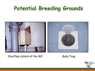 Potential Breeding Grounds




Overflow cistern of the WC   Gully Trap
 