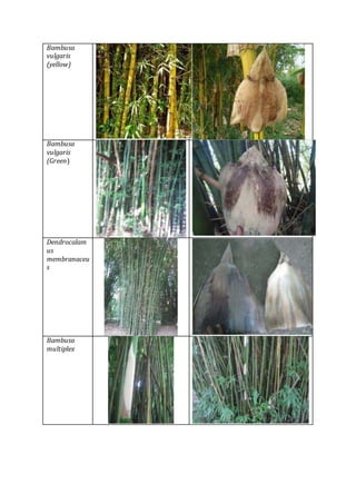 Bambusa
vulgaris
(yellow)
Bambusa
vulgaris
(Green)
Dendrocalam
us
membranaceu
s
Bambusa
multiplex
 