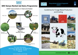 Guidelines for Forage Maize Production
and Ensiling
Kenya Market-led Dairy Programme
(KMDP)
pro-photo
10 a. Covering
the unker / it
11. Management &
Feeding-out Of Silage
5. Crop Protection
6. Harvesting
2. Land
Cultivation
3. Seed
Selection
12. Evaluation
1. Preparation
4. Planting
7. Chopping & Kernel
Crushing
10 b. Baling
This guideline can be downloaded from www.cowsoko.com/kmdp
9. Compaction 8. Transportation
 
