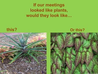 If our meetings
looked like plants,
would they look like…
this? Or this?
 