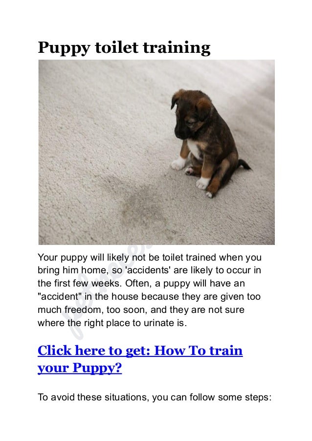 Guidelines for training your puppy.