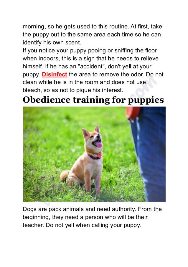 Guidelines for training your puppy.