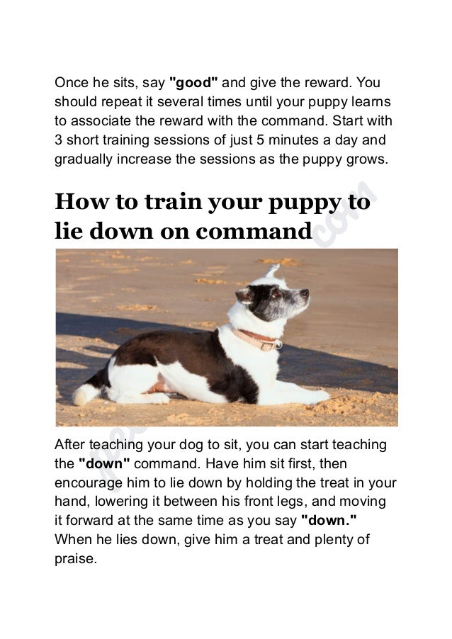 Guidelines for training your puppy.