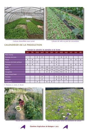 Chambres d’agriculture de Bretagne • 2011 11
Calendrier de la production
Exemple de calendrier de plantation et de récolte
jan fév mars avril mai juin juil août sept oct nov déc
Plein-champ
Pommes de terre P P R R
Choux R R P R R R
Pommes de terre primeur P P R R
Poireaux R R P R R R
Radis S-R S-R S-R S-R S-R S-R S-R
Laitues P P P-R P-R P-R P-R P-R R R
Courgettes P P P-R P-R R R
Sous-tunnel froid
Tomates P R R R
Poivrons P R R R
Courgettes P R R
P : Plantation ; S : Semis ; R : Récolte
Cultures diversifiées sous tunnel Cultures de radis au pied de concombres
Bande fleurie pour attirer les auxiliaires de cultureRécolte de concombres
 