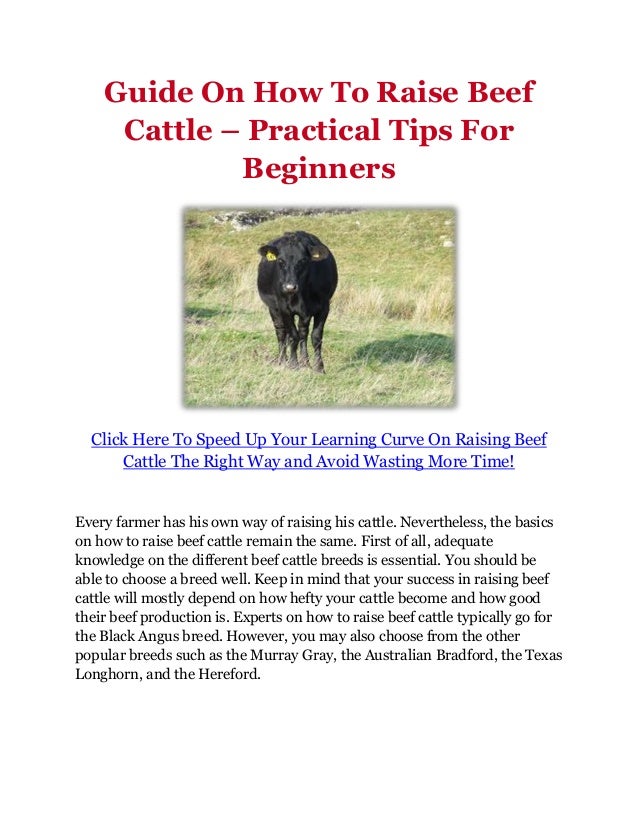 Guide On How To Raise Beef Cattle Practical Tips For Beginners