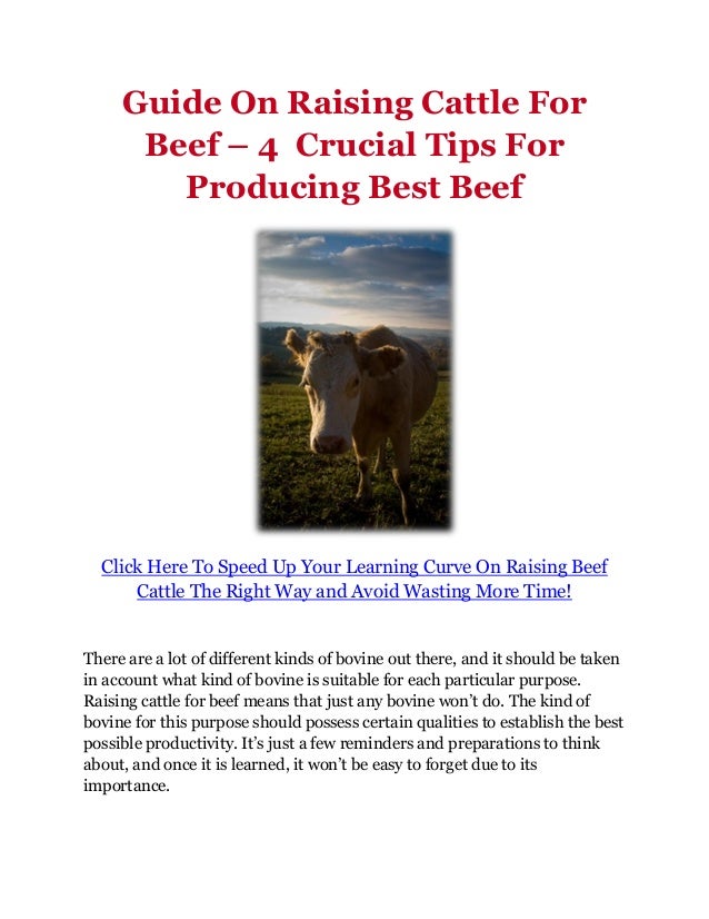 Guide On Raising Cattle For Beef 4 Crucial Tips For Producing Best Beef