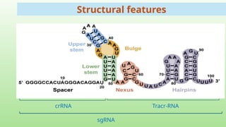 Guide Rna Guide RNA Design for High-Efficiency CRISPR/Cas9 Genome Editing | PPTX