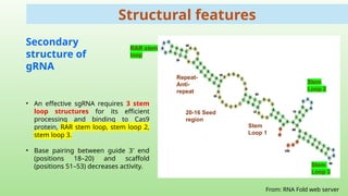 Guide RNA Design for High-Efficiency CRISPR/Cas9 Genome Editing | PPTX
