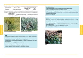 Tableau 3.2.1.2 Résultats de tests de coupe d'andropogon
     Fréquence de coupe               Nombre de coupes                     Volume récolté (herbes sauvages) t/ha       Dolique (famille Niébé)
                                                                           Moyenne par coupe              Total        Cette légumineuse annuelle ou vivace est largement cultivée dans les régions tropicales.
     A 2 semaines                  11 fois (juillet à novembre)                  3,4t/ha                37,1t/ha       L'objectif principal de sa culture est la production de pois comestibles.
     A 4 semaines                  6 fois (juillet à novembre)                   8,3t/ha                49,6t/ha       En pleine croissance les tiges poussent bien droit, mais elles rampent aussi au sol dans certains cas.
Remarques 1) Résultats de tests de la fauche effectués dans les sections où les souches ont été transplantées à        Une fois les cosses formées, il est préférable de faire la récolte après avoir donné à cette plante la grande
                   intervalles de 40 cm.                                                                               quantité d'eau dont elle a besoin.
              2) Mesures prises sur les fauches effectuées à intervalles de 2 et 4 semaines sur les feuilles ayant     Grande résistance à la fauche.
                   repoussé sur chacune des souches.


                                                                                                                       Siratro
                                                                                                                       Il s'agit d'une légumineuse vivace d'Amérique Centrale, bien adaptée aux régions tropicales, et qui excelle
                                                                                                                       par sa profondeur d'enracinement et sa résistance à la sécheresse.
                                                                                                                       La tige pousse en rampant sur le sol.
                                                                                                                       Elle a une longue durée de vie et sa productivité est plus élevée à partir de deuxième année que la
                                                                                                                       première après les semis.
                                                                                                                       Elle se reproduit bien après la fauche et son goût est apprécié par le bétail.
                                                                                                                       Le volume récolté varie selon le type de sol.




Andropogon (juste après la repousse)                              Andropogon (pleine croissance)




     Niébé
     Ces légumineuses d'une année sont cultivées avec des précipitations de 750 à 1.100 mm dans les régions
     tropicales.
     Certaines variétés sont bonnes pour leurs fruits, d'autres en tant que fourrage.
     En pleine croissance, elles poussent en s'enroulant autour des branches de soutien lorsqu'il y en a, sinon
     elles rampent au sol.
     La période de croissance varie de 70 à 140 jours selon les variétés.
     La monoculture et la polyculture avec des graminées sont toutes deux possibles.
                                                                                                                     Niébé
     Le bétail aime beaucoup ses tiges et ses feuilles, et le taux de digestion est bon.
     Se conserve sous la forme d'herbes séchées, mais les feuilles tombent facilement.




30                                                                                                                                                                                                                                     31
 