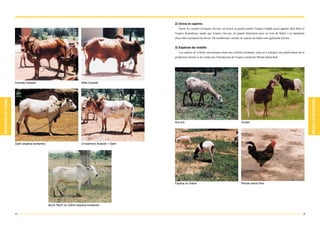 2) Ovins et caprins
                                                                                     Parmi les variétés existantes d'ovins, on trouve en grand nombre l'espèce Oudah (aussi appelée Bali Bali) et
                                                                                  l'espèce Koundoum, tandis que l'espèce Ara-ara, de grande dimension pour un ovin du Sahel, a la réputation
                                                                                  d'une bête à productivité élevée. De nombreuses variétés de caprins du Sahel sont également élevées.


                                                                                  3) Espèces de volaille
                                                                                     Les espèces de volaille sont presque toutes des variétés existantes, mais on a entrepris une amélioration de la
                                                                                  production d'oeufs et de viande par l'introduction de l'espèce améliorée Rhode Island Red.




Femelle Azawak                                       Mâle Azawak




                                                                                  Ara-ara                                                   Oudah




Djelli (espèce existante)                            Croisement Azawak + Djelli




                                                                                  Espèce du Sahel                                           Rhode Island Red




                            Bovin Peulh du Sahel (espèce existante)

44                                                                                                                                                                                                45
 