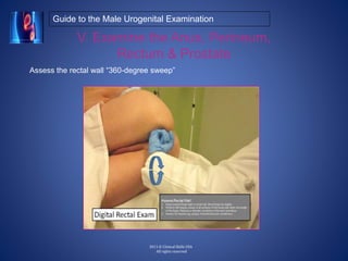 boy exam genital A Guide to the Clinical Male Urogenital Examination | PPT