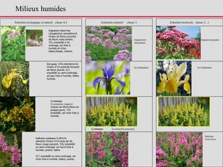 Entretien écologique et naturel classe 4,5 Entretien extensif classe 3 Entretien horticole classe 2 , 1
Iris jaune (Iris pseudacorus)
Vivace d'1m,superbe bouquet
de fleurs jaunes. 6/7,
ensoleillé ou semi-ombragé,
sol peu frais à humide, lisière
humide,
Lysimaque
(Lysimachia vulgaris)
vivaces de 60cm,fleurs en
grappe jaune. 7/9,
ensoleillé, sol riche frais à
humide,
Salicaire commune (Lythrum
salicaria) Vivace d'1m,long épi de
fleurs rouge pourpré. 7/8, ensoleillé
ou semi-ombragé, sol lourd frais à
humide, prairie, lisière
5/7, ensoleillé ou semi-ombragé, sol
riche frais à humide, lisière, prairie,
Salicaria
Terra Nova
Lysimaque (Lysimachia punctata)
Eupatoire chanvrine
(Eupatorium cannabinum)
Vivace de 90cm,corymbe
de fleurs roses tendre.
7/9, ensoleillé à mi-
ombragé, sol frais à
humide et riche,
lisière,fossés, chemin,
Iris hollandica Iris hollandica
Eupatoire pourpreEupatorium
maculatum
Milieux humides
 