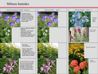 Entretien écologique et naturel classe 4,5 Entretien extensif classe 3 Entretien horticole classe 2 , 1
Guimauve officinale (Althaea
officinalis)
Vivace d'1m, fleur blanche
rosée,feuille veloutée.
7/8, ensoleillé ou semi-
ombragé, sol argileux humide
et frais l'été, prairie fraîche,
Inule aunée
(Inula helenium)
Vivace '1,20m,grands
capitules jaune vif.
6/8, ensoleillé ou semi-
ombragé, sol riche et frais
à humide, prairie, bord de
fossés, lisière, à humide,
Lychnis fleur de coucou (Silene
flos-cuculi, Lychnis flos-cuculi)
Vivace de 40cm,jolis pétales
roses très découpés. 5/6,
ensoleillé ou semi-ombragé,
sol argileux moyennement
sec à humide,fossés, prairie,
Lychnis
chalcedonica
Géranium des prés
(Geranium pratense)
Vivace de 60cm,grandes
fleurs bleu-violet vif. 6/8,
ensoleillé à mi-ombragé,
sol frais même lourd,
prairie, lisière,
Rose trèmière
Alcea rosea
Geranium
pratense
'Splish
Splash'
Helenium Goldrausch
Milieux humides
 