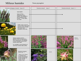 Entretien écologique et naturel classe 4,5 Entretien extensif classe 3 Entretien horticole classe 2 , 1
Typha latifolia
Vivace de 70cm,
inflorescence forme
massue. 7/8, ensoleillé ou
semi-ombragé, sol frais
humide +/- riche, lisière,
rive, noues
Trolle (Trollius europaeus)
Vivace de 60cm, fleurs ronde
jaune d’or. 6/10, ensoleillé,
sol humide noues
paysagères, bords d’eau
Salicaire commune (Lythrum
salicaria) Vivace d'1m,long épi de
fleurs rouge pourpré. 7/8, ensoleillé
ou semi-ombragé, sol lourd frais à
humide, prairie, lisière
5/7, ensoleillé ou semi-ombragé, sol
riche frais à humide, lisière, prairie,
Salicaria
Terra Nova
Benoite des ruisseaux
(Geum rivale )
Vivace de 60cm,l fleurs
en clochette jaune
pourpré. 7/8, ensoleillé
ou semi-ombragé, sol
humide, bord de
ruisseau, noues
Ancolie
Noues paysagèresMilieux humides
 