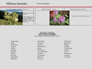 Entretien écologique et naturel classe 4,5 Entretien extensif classe 3 Entretien horticole classe 2 , 1
Reine des Prés (Filipendula
ulmaria)
Vivace de 70cm, plante
mellifère inflorescence. 7/8,
ensoleillé, sol frais
humide +/- riche, lisière,
rive, noues
Noues paysagères
Filipendula rubra 'Venusta' (Reine des prés)
Milieux humides
 