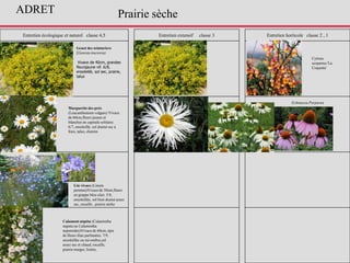 Entretien écologique et naturel classe 4,5 Entretien extensif classe 3 Entretien horticole classe 2 , 1
Marguerite des prés
(Leucanthemum vulgare) Vivace
de 60cm,fleurs jaunes et
blanches en capitule solitaire.
6/7, ensoleillé, sol drainé sec à
frais, talus, chemin
Calament népéta (Calamintha
nepeta ou Calamintha
nepetoides)Vivace de 60cm, épis
de fleurs lilas parfumées. 7/9,
ensoleillée ou mi-ombre,sol
assez sec et chaud, rocaille,
prairie maigre, lisière,
Genet des teinturiers
(Genista tinctoria)
Vivace de 40cm, grandes
fleursjaune vif. 6/8,
ensoleillé, sol sec, prairie,
talus
Echinacea Purpurea
Cytisus
scoparius 'La
Coquette'
Prairie sèche
Lin vivace (Linum
perenne)Vivace de 50cm,fleurs
en grappe bleu clair, 5/8,
ensoleillée, sol bien drainé assez
sec, rocaille , prairie sèche
ADRET
 